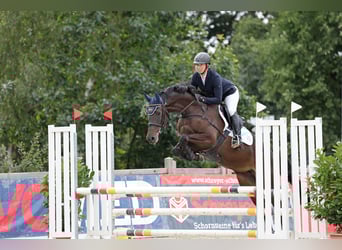 Trakehner, Stute, 5 Jahre, 171 cm, Dunkelbrauner