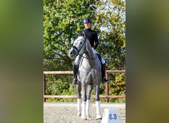 Trakehner, Stute, 5 Jahre, 171 cm, Schimmel