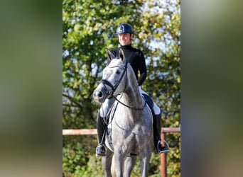 Trakehner, Stute, 5 Jahre, 171 cm, Schimmel