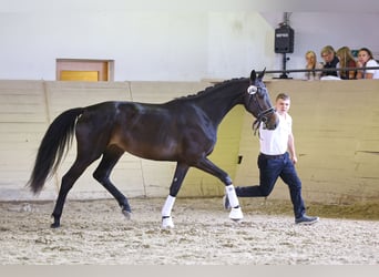 Trakehner, Stute, 5 Jahre, 173 cm, Dunkelbrauner