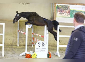 Trakehner, Stute, 5 Jahre, 173 cm, Dunkelbrauner