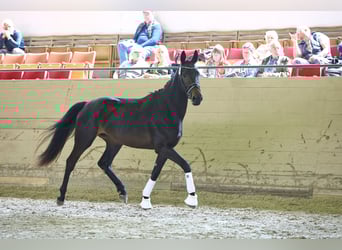 Trakehner, Stute, 5 Jahre, 173 cm, Dunkelbrauner