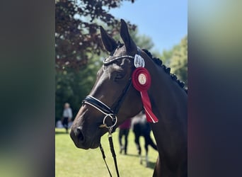 Trakehner, Stute, 5 Jahre, 173 cm, Dunkelbrauner