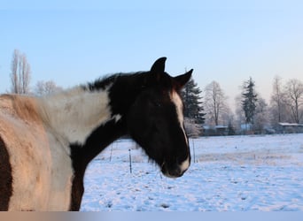 Trakehner, Stute, 5 Jahre, 174 cm, Schecke
