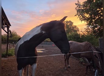 Trakehner, Stute, 5 Jahre, 174 cm, Schecke