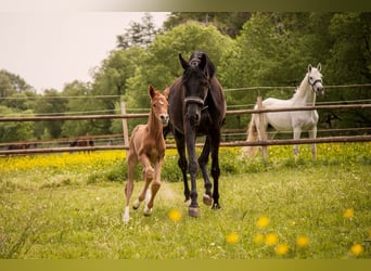 Trakehner, Stute, 5 Jahre, 178 cm, Rappe