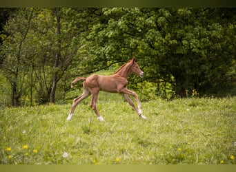 Trakehner, Stute, 5 Jahre, 178 cm, Rappe