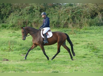 Trakehner, Stute, 5 Jahre, Brauner