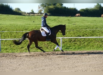 Trakehner, Stute, 5 Jahre, Brauner