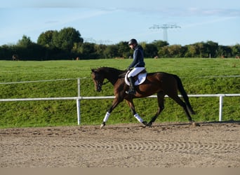 Trakehner, Stute, 5 Jahre, Brauner