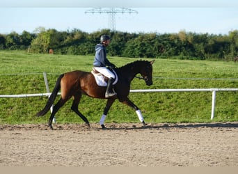 Trakehner, Stute, 5 Jahre, Brauner