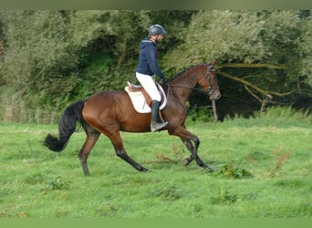 Trakehner, Stute, 5 Jahre, Brauner