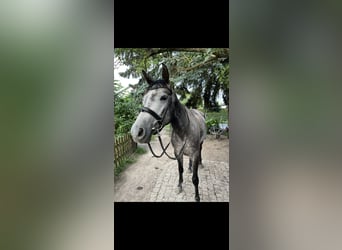 Trakehner, Stute, 6 Jahre, 158 cm