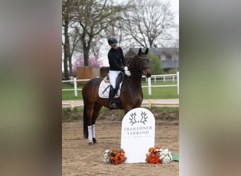 Trakehner, Stute, 6 Jahre, 162 cm, Brauner