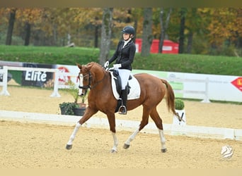 Trakehner, Stute, 6 Jahre, 163 cm, Fuchs