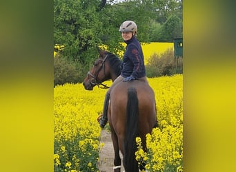 Trakehner, Stute, 6 Jahre, 164 cm, Brauner