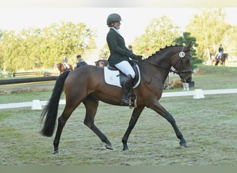 Trakehner, Stute, 6 Jahre, 164 cm, Dunkelbrauner
