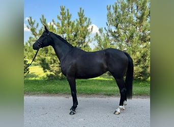 Trakehner, Stute, 6 Jahre, 164 cm, Rappe
