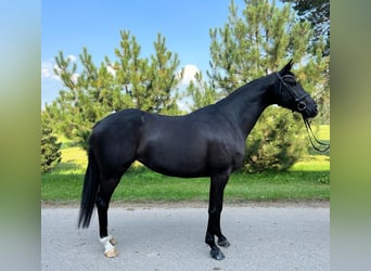 Trakehner, Stute, 6 Jahre, 164 cm, Rappe