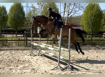 Trakehner, Stute, 6 Jahre, 165 cm, Brauner