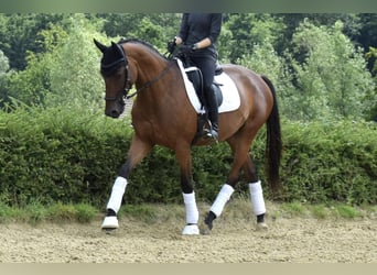 Trakehner, Stute, 6 Jahre, 165 cm, Brauner
