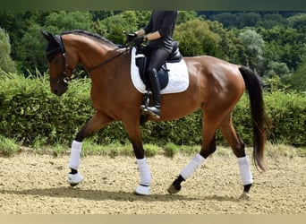 Trakehner, Stute, 6 Jahre, 165 cm, Brauner