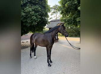 Trakehner, Stute, 6 Jahre, 165 cm, Dunkelbrauner
