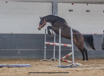 Trakehner, Stute, 6 Jahre, 165 cm, Dunkelbrauner