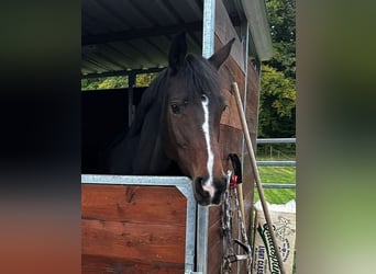 Trakehner, Stute, 6 Jahre, 166 cm, Brauner