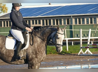 Trakehner, Stute, 6 Jahre, 166 cm, Schimmel