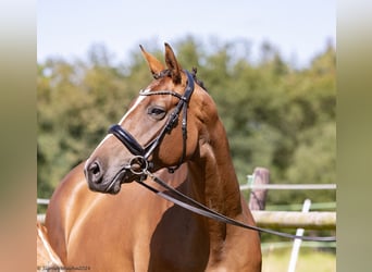 Trakehner, Stute, 6 Jahre, 167 cm, Brauner