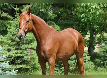 Trakehner, Stute, 6 Jahre, 167 cm, Fuchs
