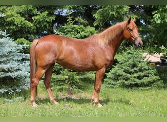 Trakehner, Stute, 6 Jahre, 167 cm, Fuchs