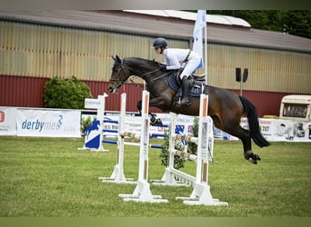 Trakehner, Stute, 6 Jahre, 167 cm, Schwarzbrauner