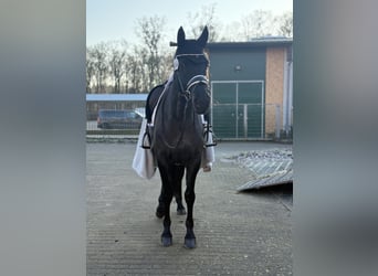 Trakehner, Stute, 6 Jahre, 168 cm