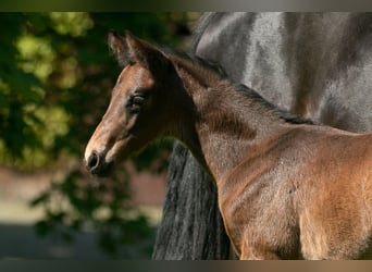 Trakehner, Stute, 6 Jahre, 168 cm, Schwarzbrauner