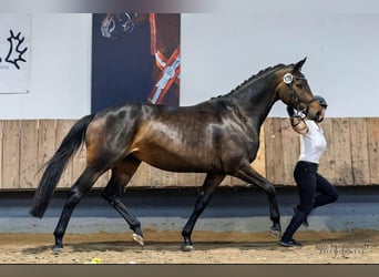 Trakehner, Stute, 6 Jahre, 169 cm, Brauner