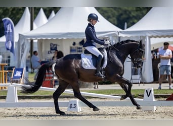 Trakehner, Stute, 6 Jahre, 169 cm, Rappe