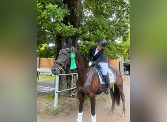 Trakehner, Stute, 6 Jahre, 169 cm, Rappe