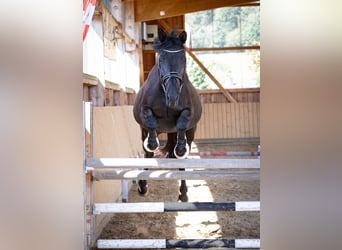 Trakehner, Stute, 6 Jahre, 169 cm, Rappe
