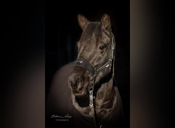 Trakehner, Stute, 6 Jahre, 169 cm, Rappe