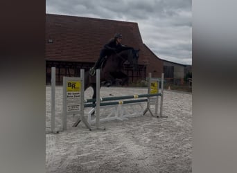 Trakehner, Stute, 6 Jahre, 169 cm, Rappe