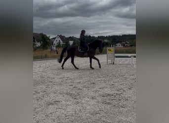 Trakehner, Stute, 6 Jahre, 169 cm, Rappe