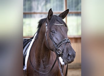 Trakehner, Stute, 6 Jahre, 169 cm, Rappe
