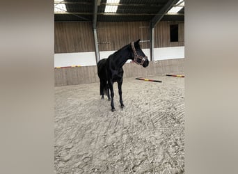 Trakehner, Stute, 6 Jahre, 169 cm, Rappe