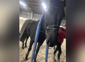 Trakehner, Stute, 6 Jahre, 169 cm, Rappe