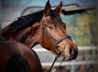 Trakehner, Stute, 6 Jahre, 170 cm, Brauner