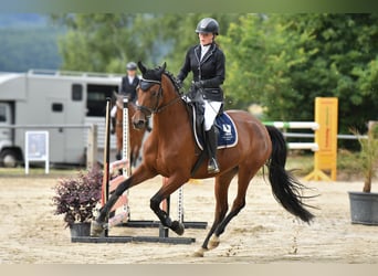Trakehner, Stute, 6 Jahre, 170 cm, Brauner