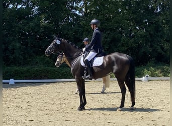 Trakehner, Stute, 6 Jahre, 170 cm, Rappe