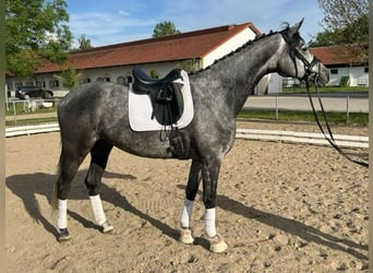 Trakehner, Stute, 6 Jahre, 170 cm, Schimmel